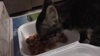 Rescued Kitten Adorably Meows While Eating Food - 1061013