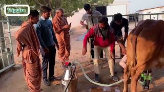 Tripulse Triple Power Double Bucket Milking Machine