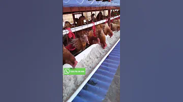 BANDA LA KUFUGIA KUKU BORA 