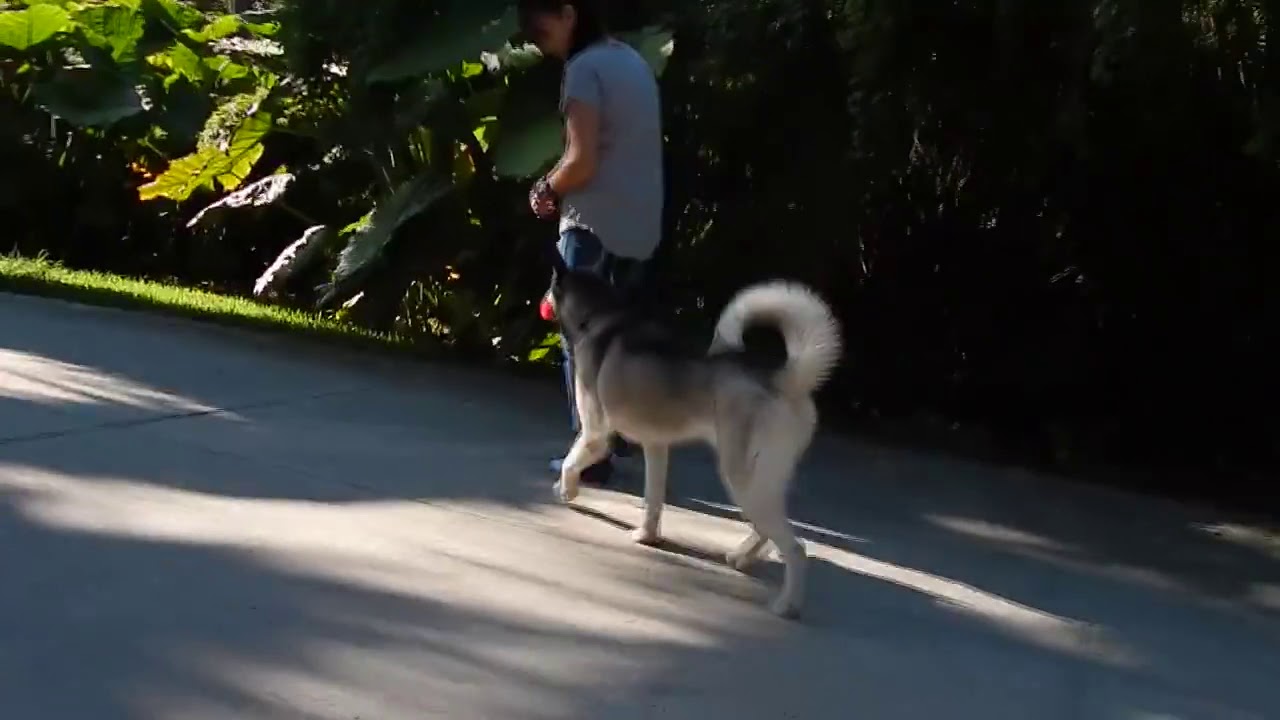 Dog training YouTube