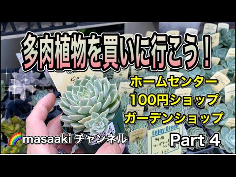 【ガーデニングDIY】多肉植物の安くて良い苗を探す旅パート4 ロイヤルホームセンター・ダイソー・あいあいパーク hqdefault