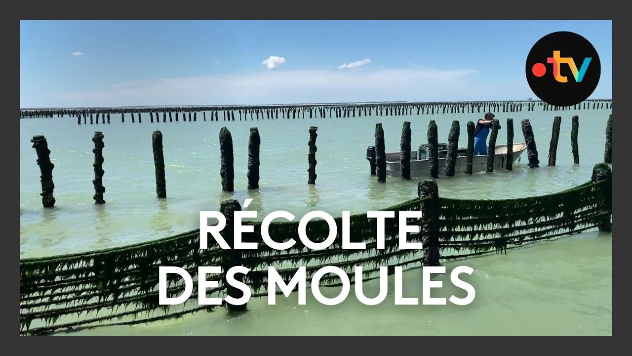 La récolte des moules de bouchot débute