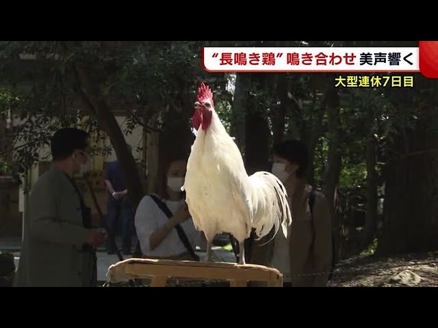 20秒以上鳴き続ける鶏！長鳴き鶏の鳴き合わせ 3年ぶりの開催に