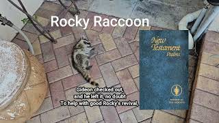 Rabid Racoons Are Terrorizing Us!