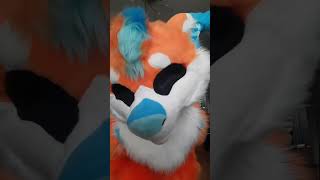 How would you rate me and my dotted eyebrows??👀 #furry #fursona #fursuit #furryfandom #furries