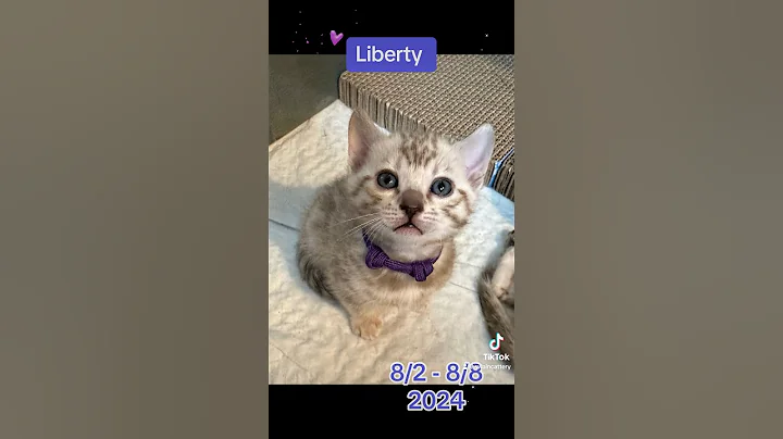 Watch the video about Liberty, starts with gentle confidence & grows bolder by the moment. #swaincattery #week5 #bengals