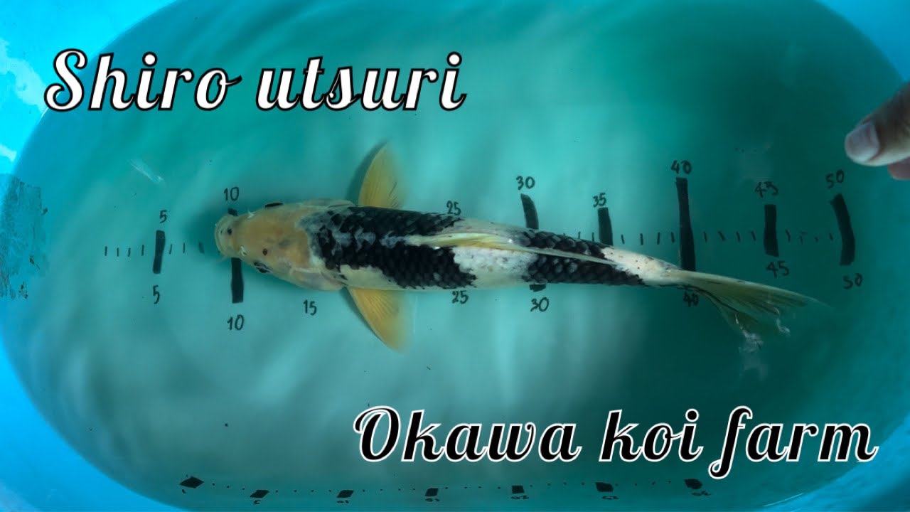 Shiro Utsuri เกรดเลี้ยงเล่นจากOKAWA KOI FARM KOI Collection EP.52