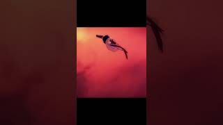 Yoshiko Girl Takes On A Gang Because Of Banana Aho-Girl