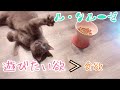 やっぱり可愛い!!【ル・クルーゼの猫皿】
