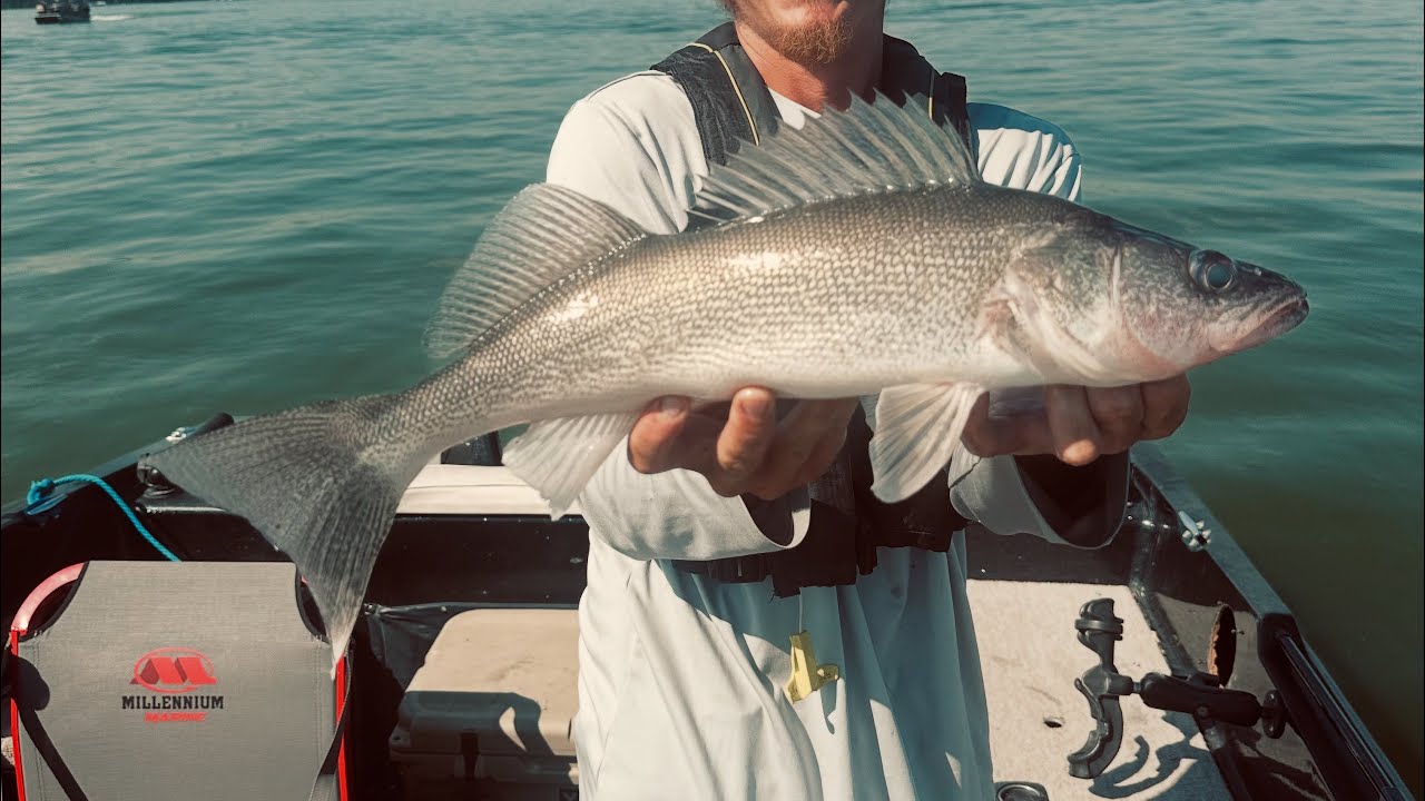 Clear Lake Walleye Fishing | Summer Tactics & Self Filming Chaos