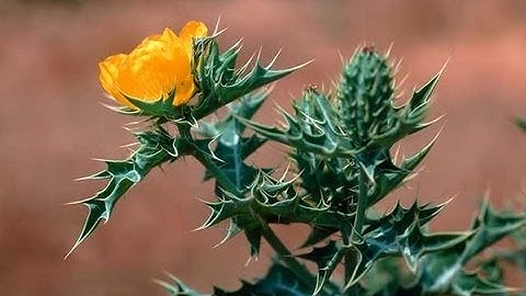 تلاوة خاشعة  سورة ( ق ) الشيخ ياسر الدوسري