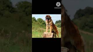 Transmission of leonberger baby into leonberger ||#leonberger ||#love with animals