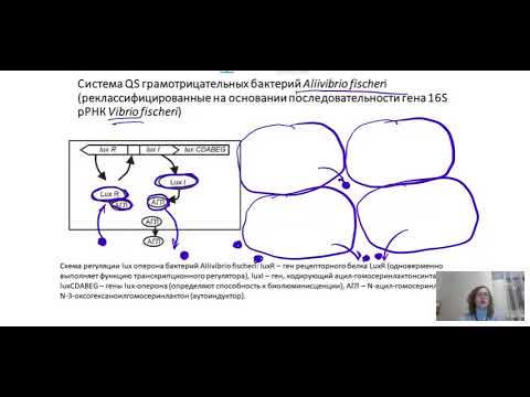 Системы чувства кворума (Quorum sensing - QS). Часть 2