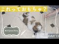 【シーズー】子犬の一本釣り？クイックルワイパーで遊ぶ子犬！【15日目】