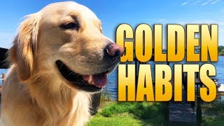 Weird Golden Retriever Habits Weird Golden Retriever Habits