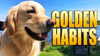 Weird Golden Retriever Habits