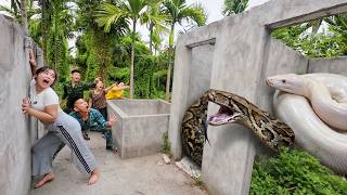 Brave Expert Rescues Ethnic Girl from Giant White Python Nest in Abandoned House
