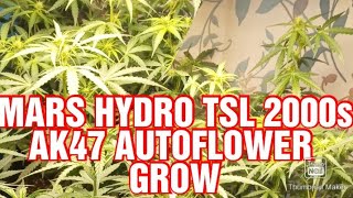 #MarsHydroTSL2000 #AK47Autoflowers #OrganicallyGrown Training Autoflowers for a BIGGER YIELD 🌱🪴