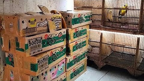 KIOS BURUNG LANGKA PROMO BESAR2AN,KIOS ABS JATIBARANG BREBES JATENG, 10ribu