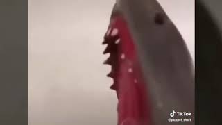 Puppet shark funny tik tok