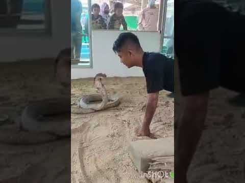 Most Amazing Wild Animal Attack Amazing Snake Python King Cobra Big Battle Attack Of Man