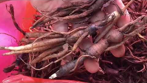 SÂM CAU ĐEN NHƯ THẾ NÀO,( TIÊN MAO ) RỪNG , CÔNG DỤNG VÀ CÁCH SỬ DỤNG./CÁCH NGÂM RƯỢU SÂM CAU