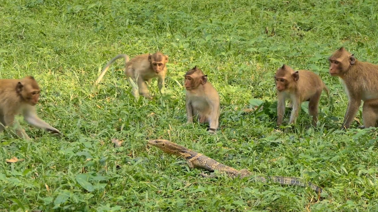 Reaction of Amber Group Monkey Meet Monitor lizards​ What Happen Next !!