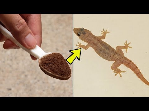 Video: How To Keep Lizards