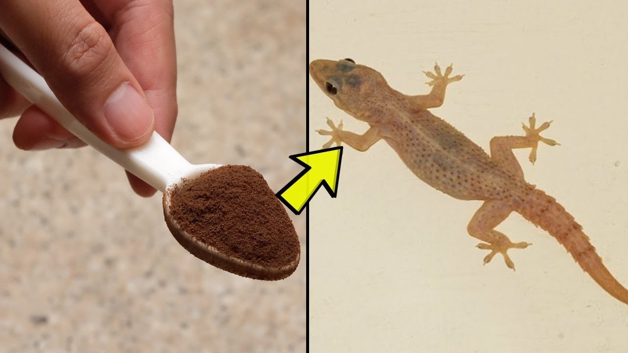 How To Get Rid Of Lizards At Home Permanently And Quickly - Best Home Remedies