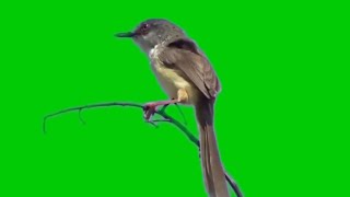 burung peranjak green screen free download