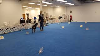 Possum RIV 1 20210213 190625