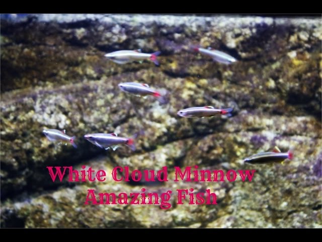 White Cloud Minnow: Amazing Fish 