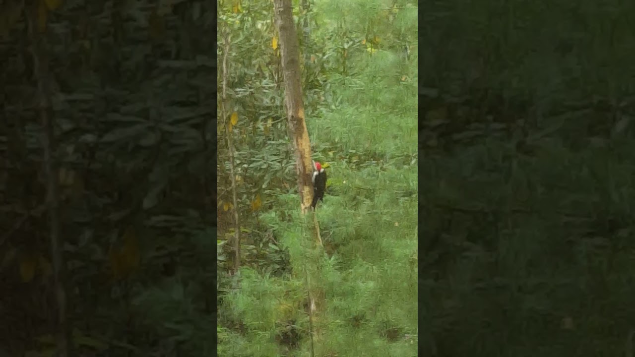 camera iphone 8 plus apk Pileated woodpecker [Dryocopus pileatus]