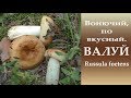 Вонючий, но иногда вкусный. Валуй - Rússula foétens.