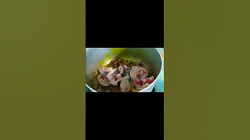 Nồi cháo cá lóc cho ngày mưa #chaocaloc