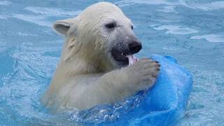 新しい技を習得~Active Polar bear cub