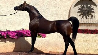 الحصان العربي الأصيل | الفحل الأسطورة دا فلنتينو ابن الأسطورة فيرساتشي | Da Valentino by Versace