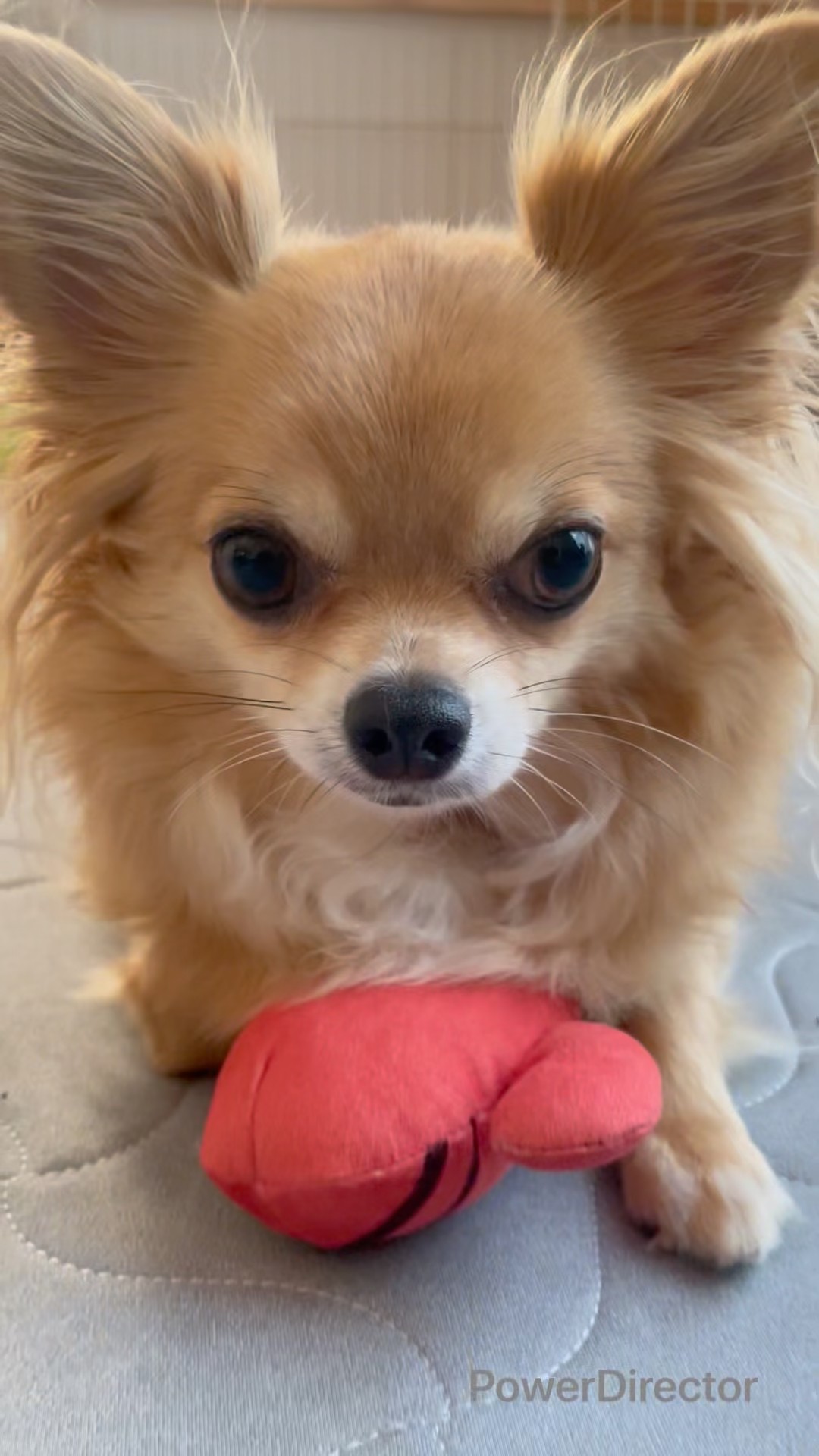 Chihuahua goes back to get something they forgot #shorts