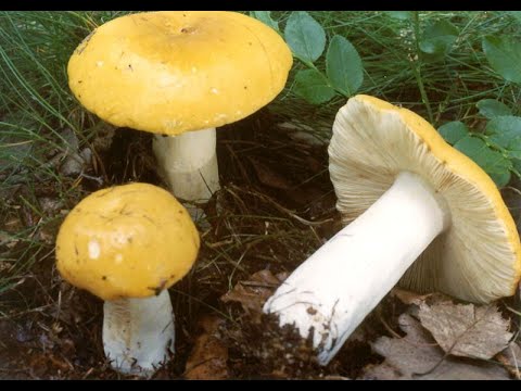 Video: Hvordan Russula Ser Ud