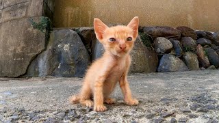猫島の路地裏で出会った子猫がカワイイ