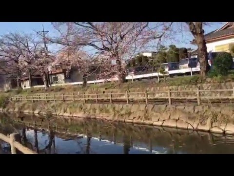 真岡市の佐藤和夫です。七分咲き　行屋川　真岡市の一万本桜まつり　2016.3.31
