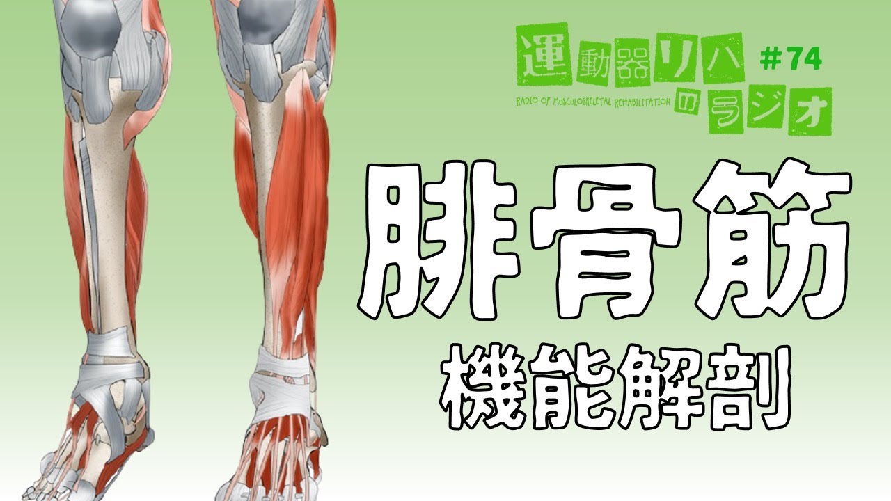 腓骨筋の機能解剖ーアーチ 捻挫との関係性を理解するー たくみロドリゲス 運動器理学療法士 Note