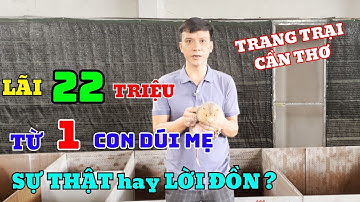 Bí Quyết "Hốt Bạc" 22 Triệu/Năm Từ 1 Con Dúi Mẹ Ít Ai Ngờ Tới, Cơ Hội Cho Nhà Nông Làm Giàu