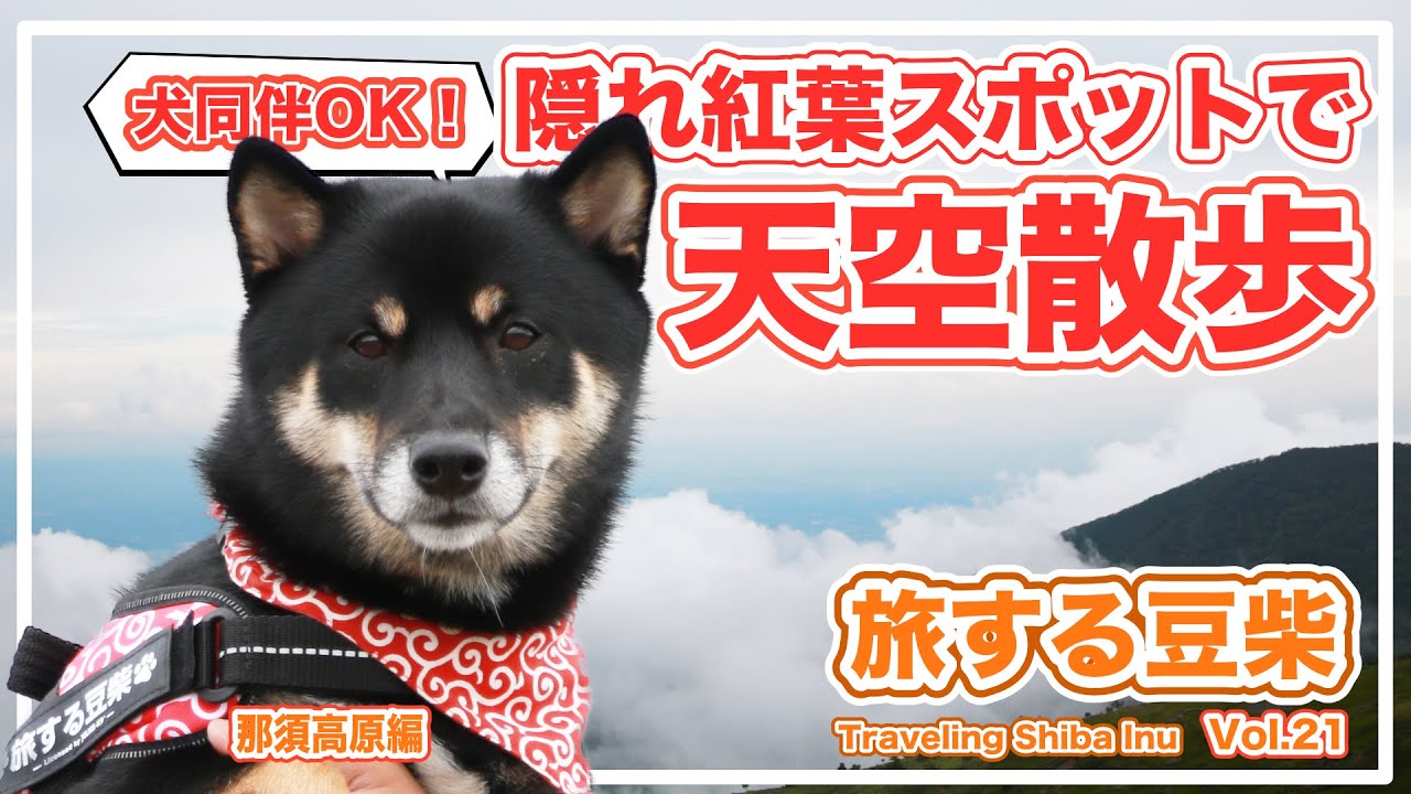【愛犬と旅行】Re:秋におすすめ★犬同伴可の絶景紅葉隠れスポットで天空散歩in栃木県那須高原 - テレビで紹介されたとちぎ和牛「寿楽」も犬連れ可？！【旅する豆柴】※柴犬との笑える日々：vlog