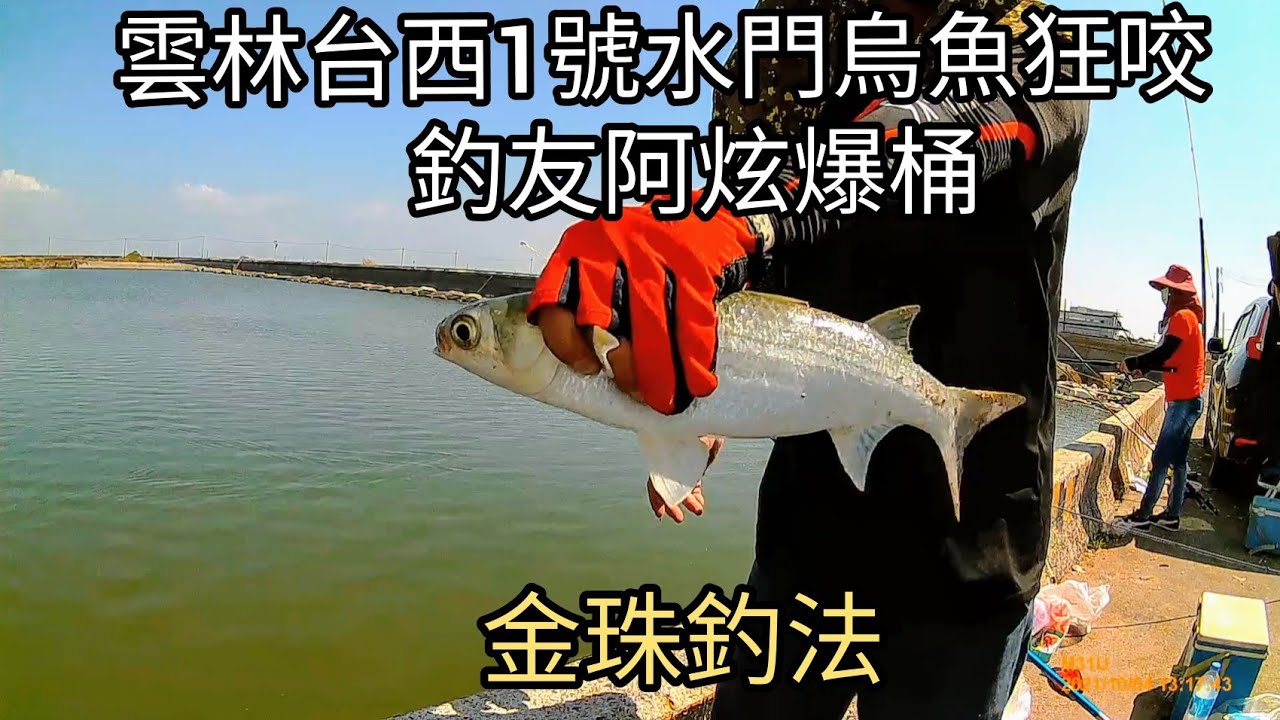 雲林台西五條港1號水門 烏魚再次狂咬（八十集）