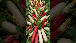The various types of vegetables harvested today. #shorts #harvest #farming #garden