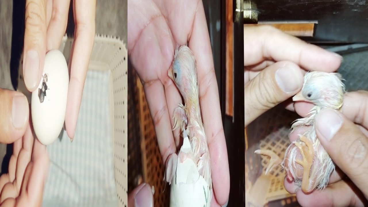 Operating on a Live Egg | chick save from dead in shell | help chicks out of the egg amazing