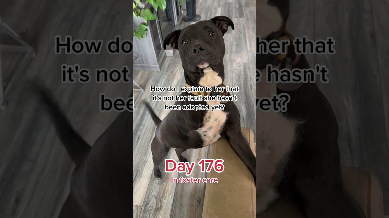 Meet my furry companion: ready for love 