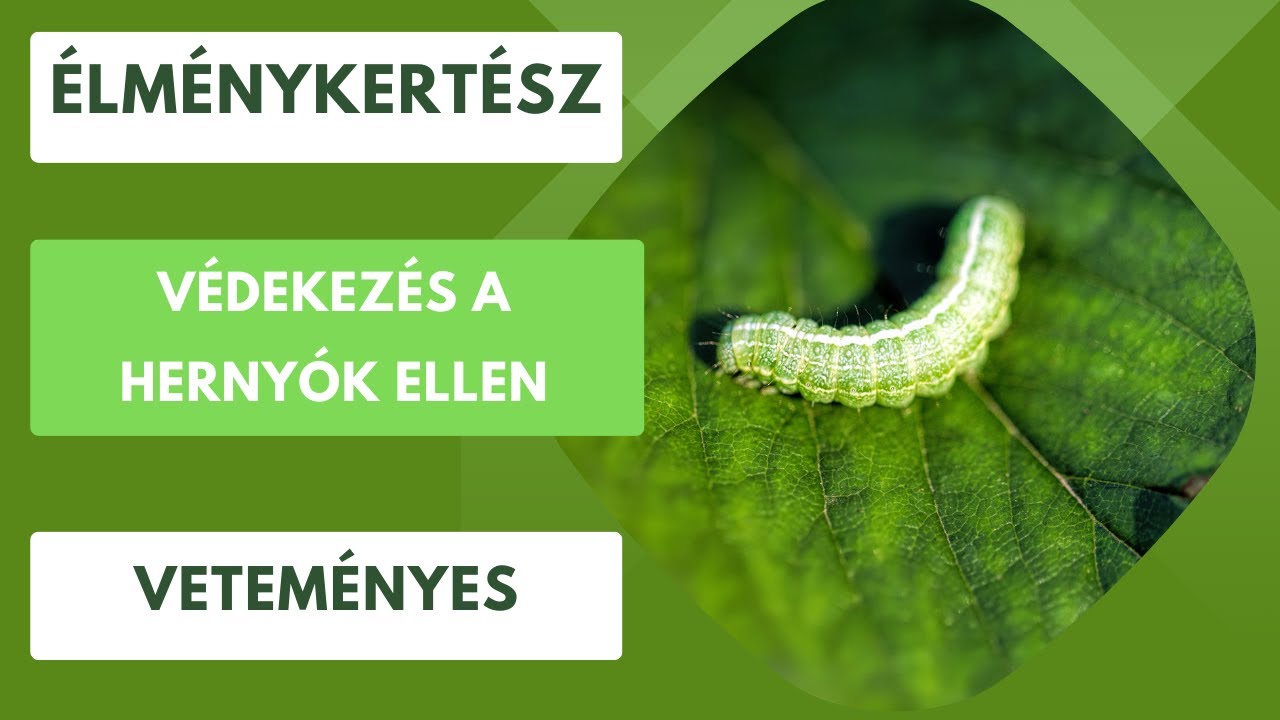 Védekezés a hernyók ellen🐛