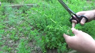 Harvesting and Drying Oregano